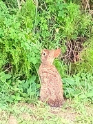 7th Aug 2024 - Rabbit eating 