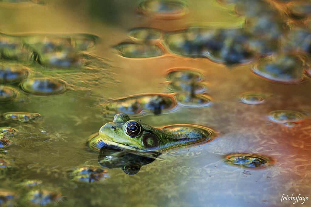 Frog in the pond  by fayefaye