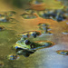 Frog in the pond  by fayefaye