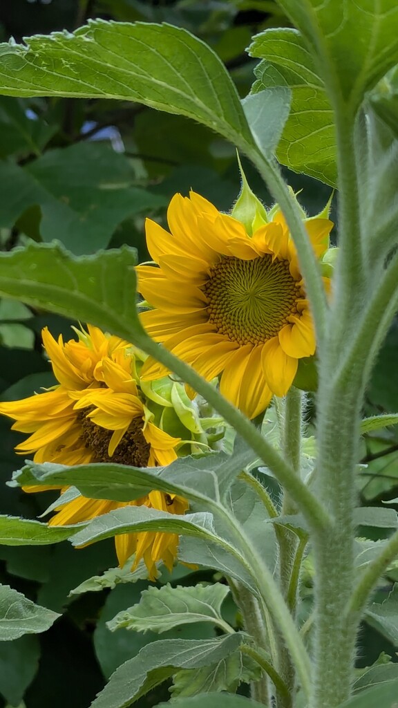 Sunflowers  by julie