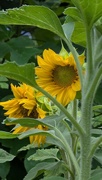 8th Aug 2024 - Sunflowers 