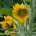 Sunflowers  by julie