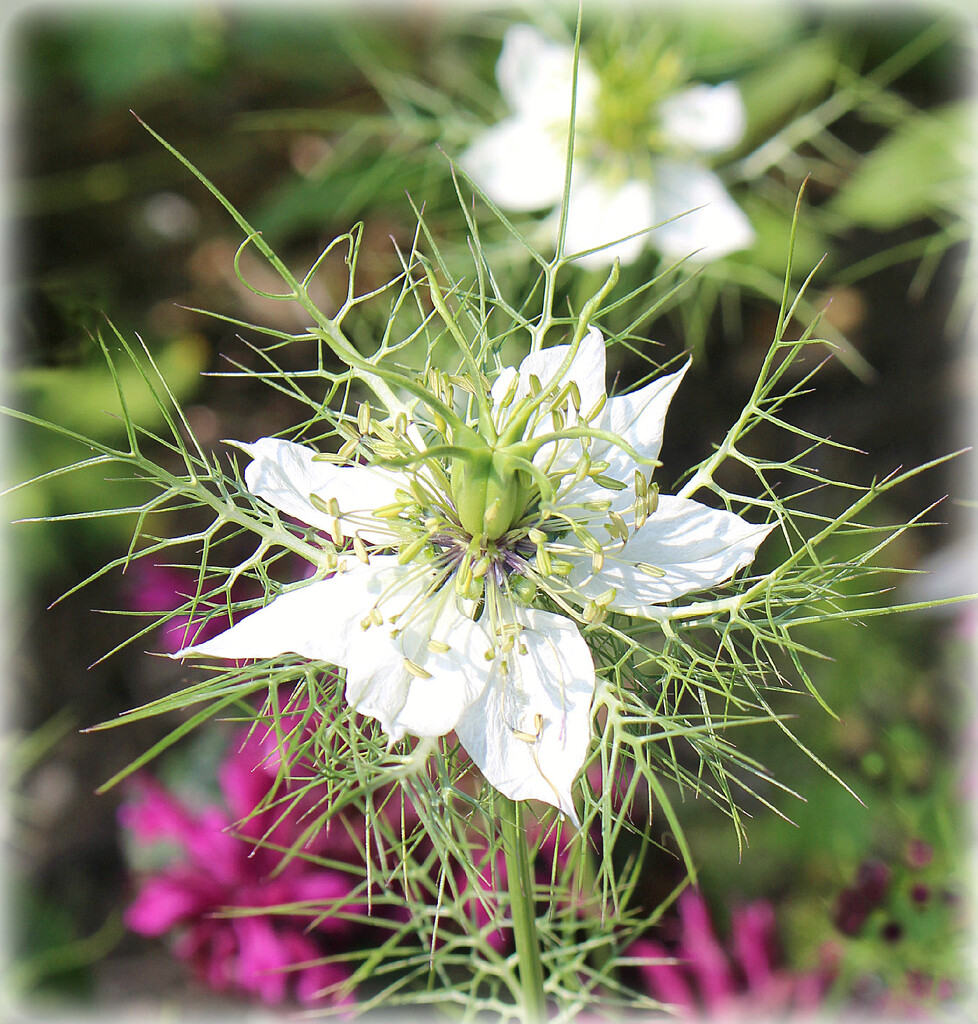 Nigella. by wendyfrost