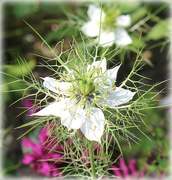 5th Aug 2024 - Nigella.