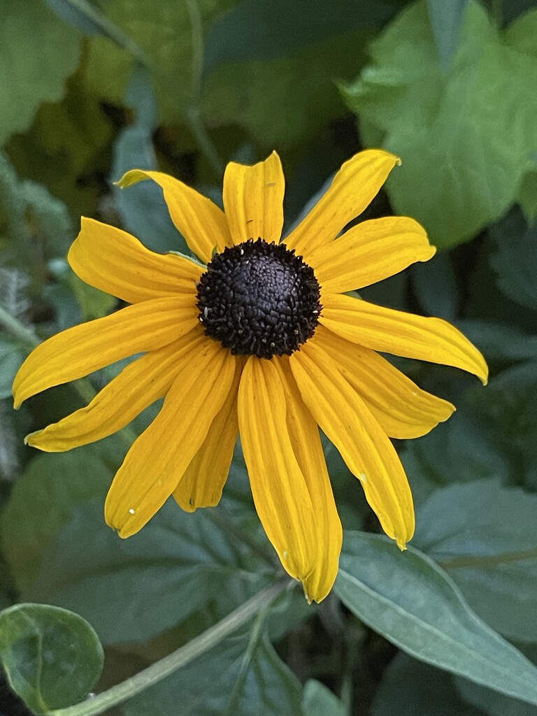 8 6 Rudbeckia  by sandlily