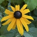 8 6 Rudbeckia  by sandlily