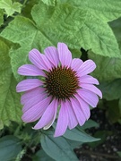 6th Aug 2024 - 8 6 Echinacea 