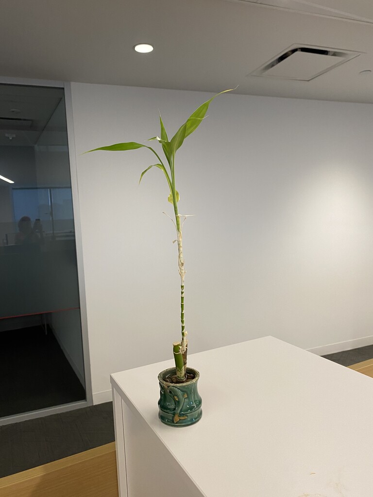 Lucky bamboo at work  by mtb24