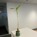 Lucky bamboo at work  by mtb24