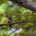 Guarding the Feeders by lstasel