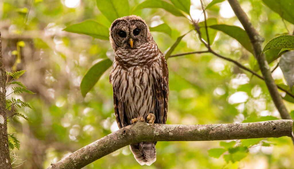 Barred Owl Juvenile! by rickster549