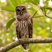 Barred Owl Juvenile! by rickster549