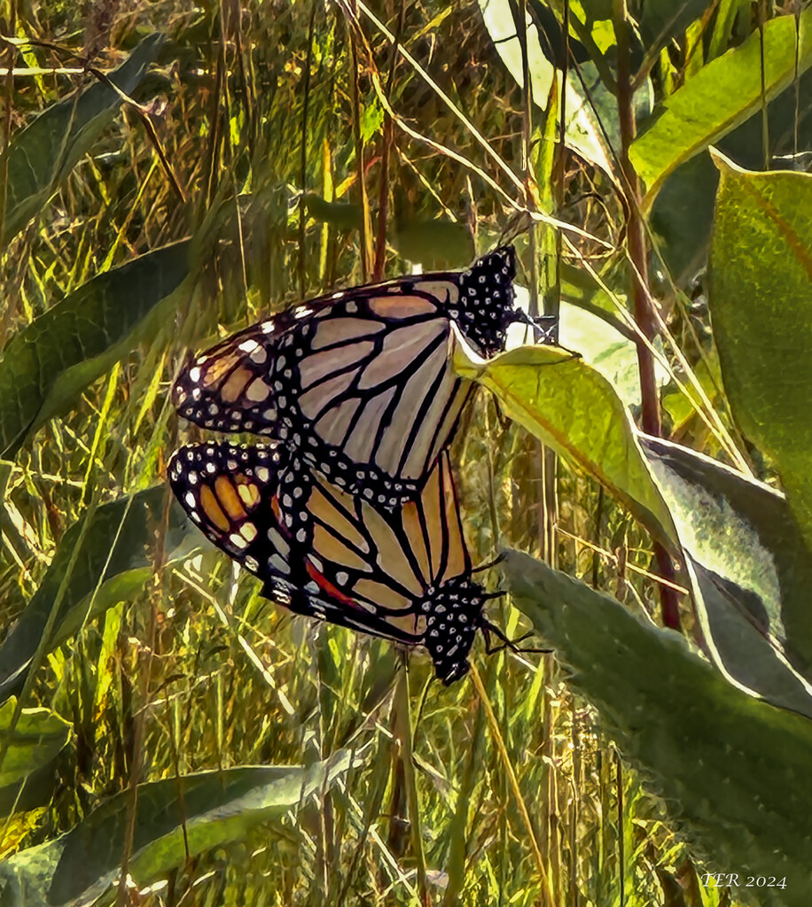 Mating Monarchs by taffy