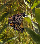 8th Aug 2024 - Mating Monarchs