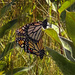 Mating Monarchs