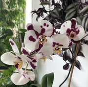 8th Aug 2024 - Orchid 