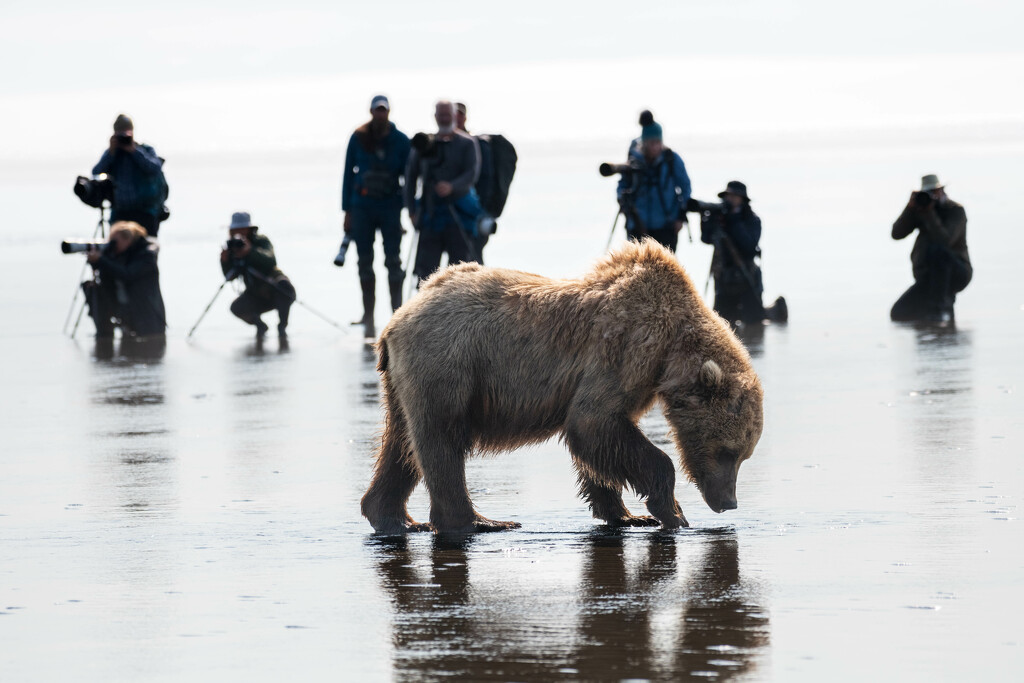 Bear and Photographers by yaorenliu