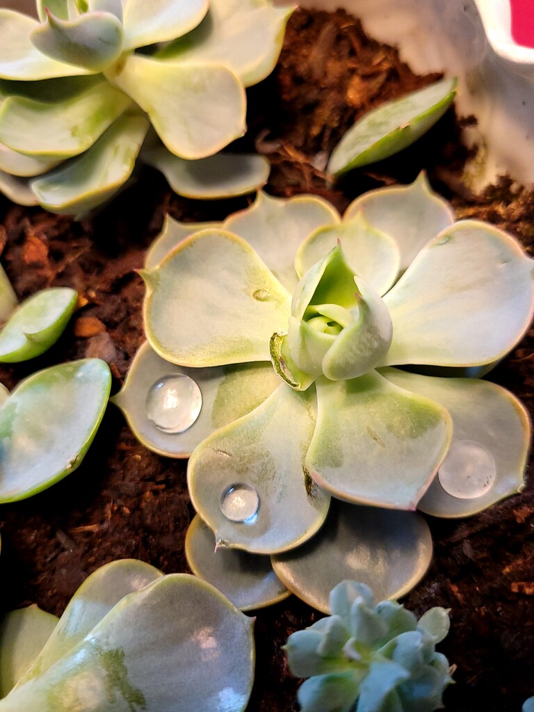 Waterdrops by kimmer50