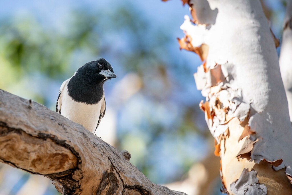 Pied Butcher Bird by pusspup