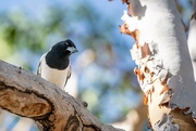 8th Aug 2024 - Pied Butcher Bird