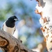 Pied Butcher Bird by pusspup