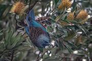 9th Aug 2024 - Tui