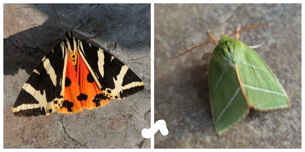 Jersey Tiger Green Silver lines by steveandkerry