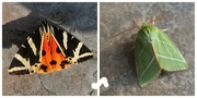 9th Aug 2024 - Jersey Tiger Green Silver lines