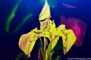 9th Aug 2024 - Tiger Lily (painting)