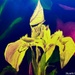 Tiger Lily (painting) by stuart46