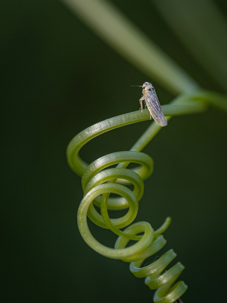 A climbing shrub with photobomber by haskar