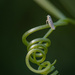 A climbing shrub with photobomber by haskar