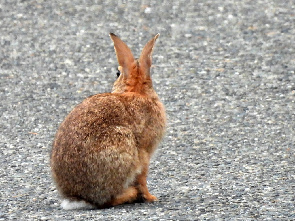 Street Bunny  by seattlite