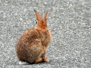 9th Aug 2024 - Street Bunny 