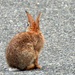 Street Bunny  by seattlite