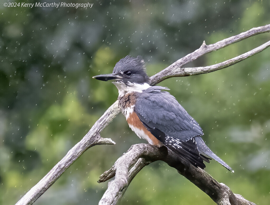 Sitting in the rain by mccarth1