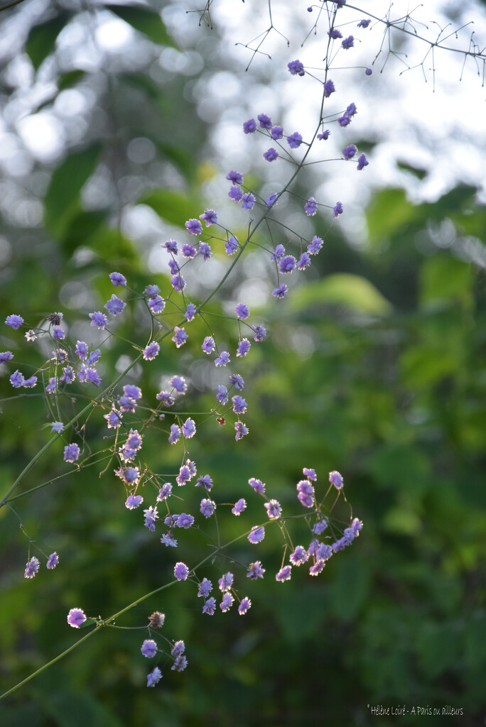 Thalictrum delavayi Hewitt's Double by parisouailleurs