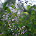 Thalictrum delavayi Hewitt's Double by parisouailleurs