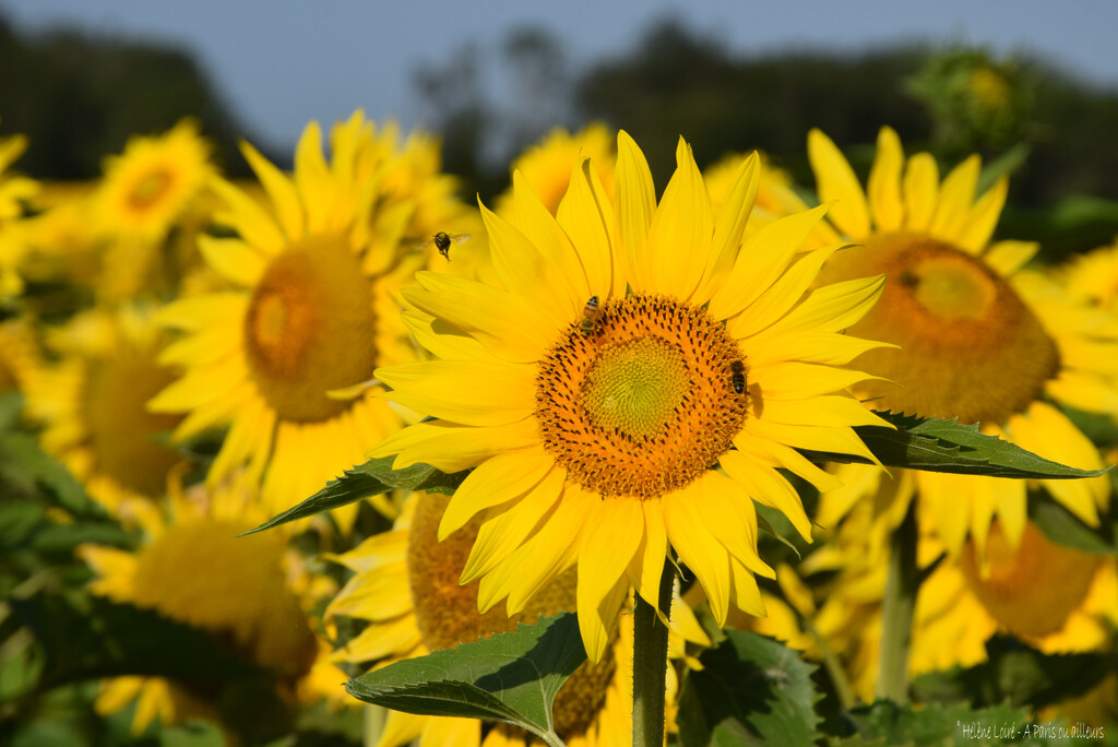 sunflowers by parisouailleurs