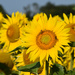 sunflowers by parisouailleurs