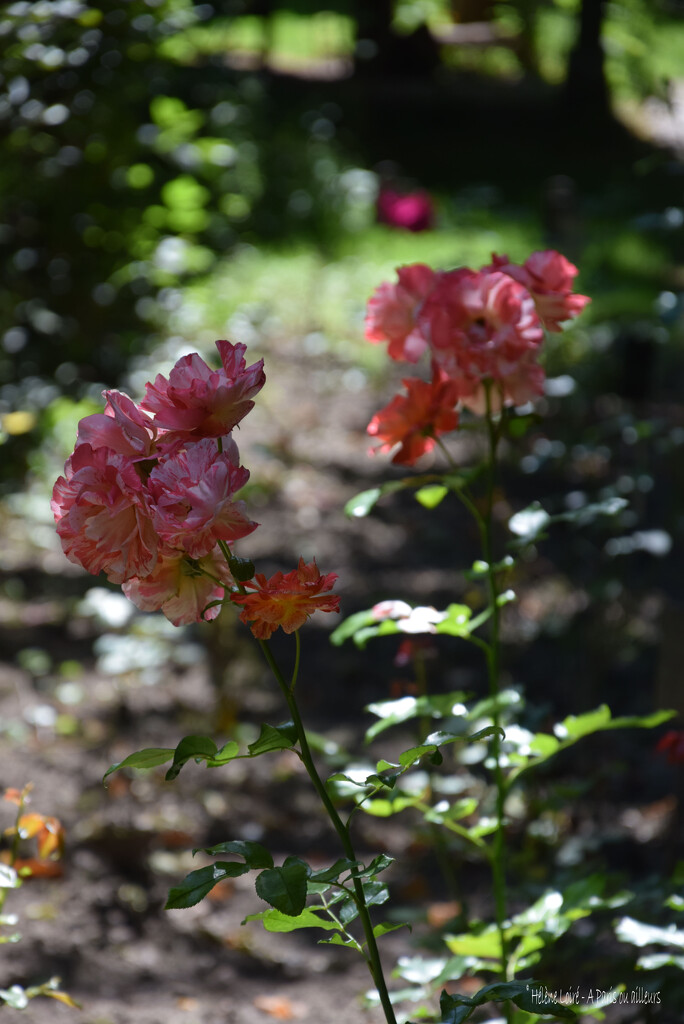 Provins' rose garden by parisouailleurs