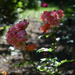 Provins' rose garden by parisouailleurs