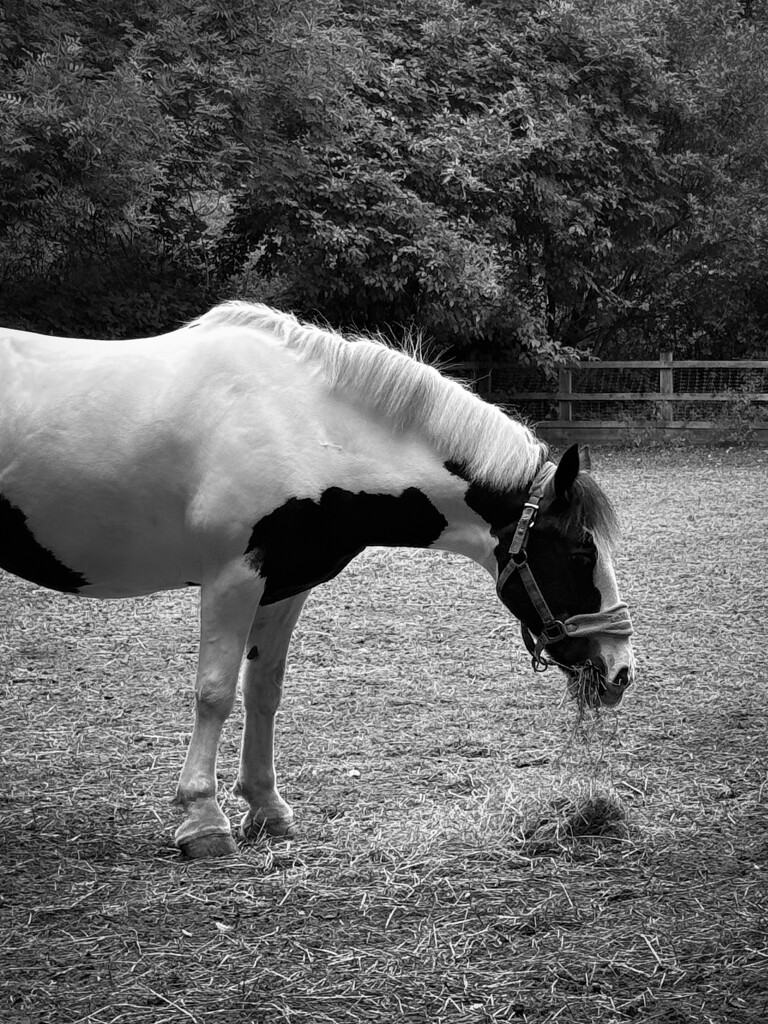 Lunchtime by eviehill