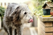 9th Aug 2024 - Morning patrol of perimeter 