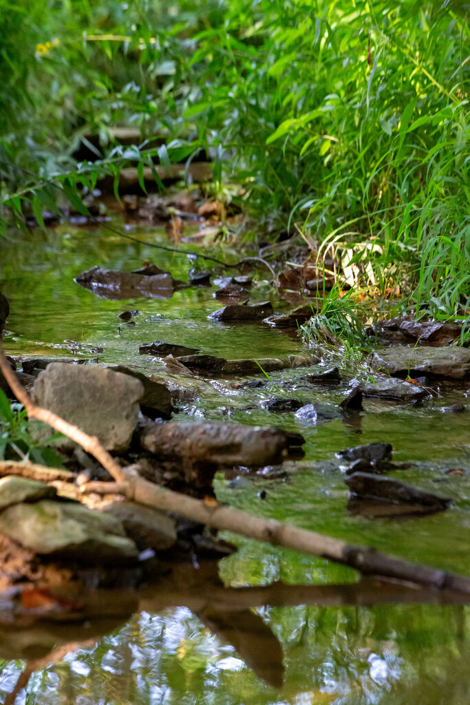 Gentle Creek by frodob