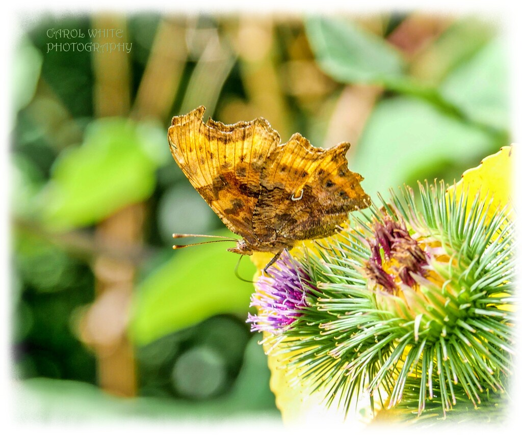 Comma Butterfly On Burdock by carolmw