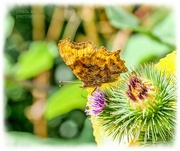 9th Aug 2024 - Comma Butterfly On Burdock