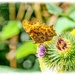 Comma Butterfly On Burdock by carolmw