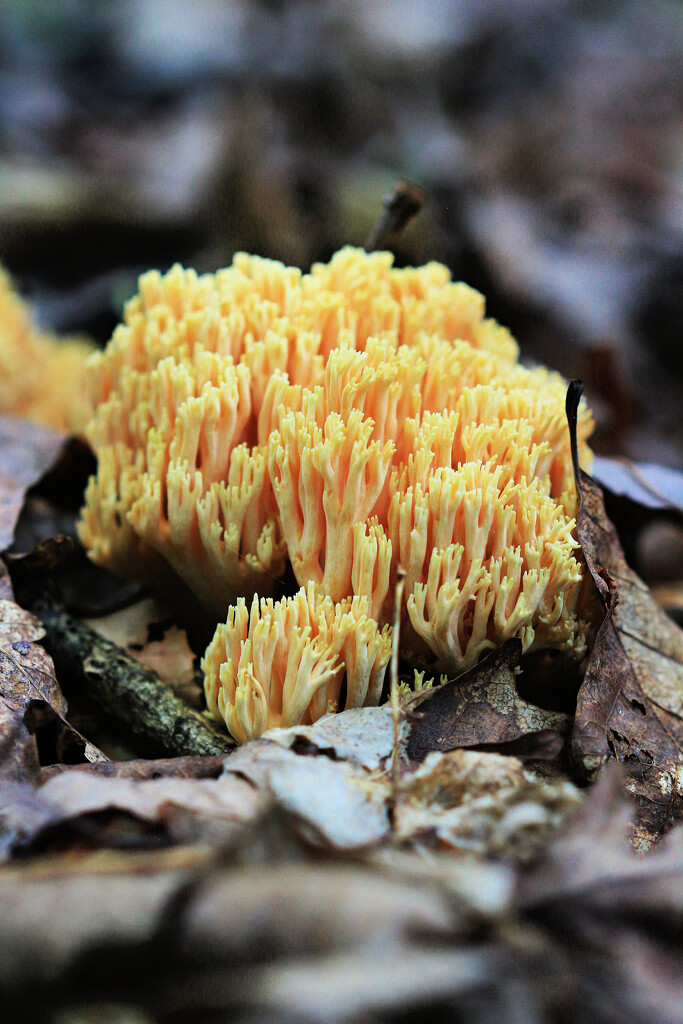 Crown-Tipped Coral Mushroom by juliedduncan