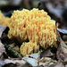 Crown-Tipped Coral Mushroom